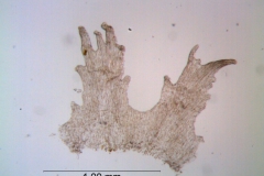 Cuscuta bonafortunae, infrastaminal scales