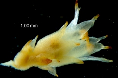 Cuscuta bonafortunae, flower