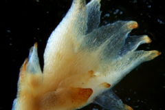 Cuscuta bonafortunae, calyx, 3D