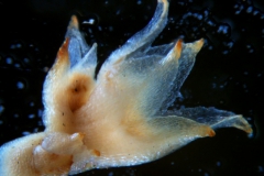 Cuscuta bonafortunae, calyx 3D