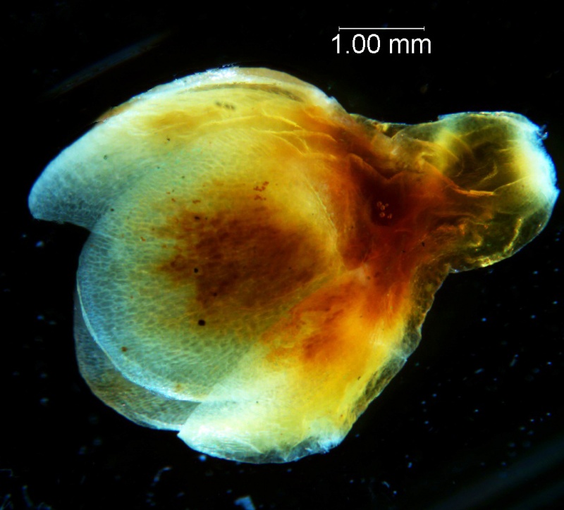 Cuscuta carnosa, calyx 3D