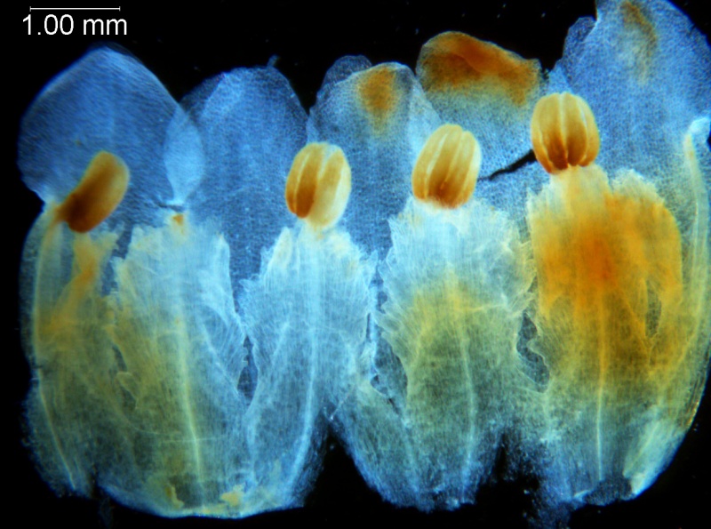 Cuscuta carnosa, corolla dissected