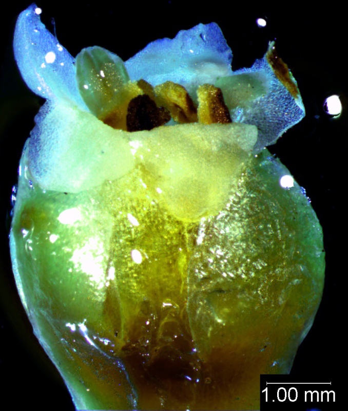 Cuscuta carnosa, flower