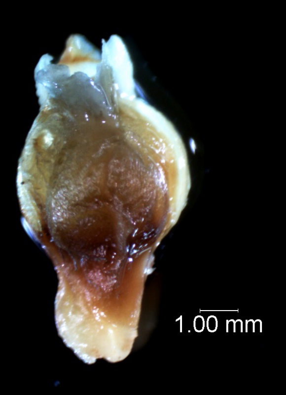 Cuscuta carnosa, flower before anthesis