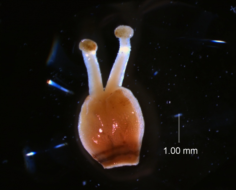 Cuscuta carnosa, gynoecium