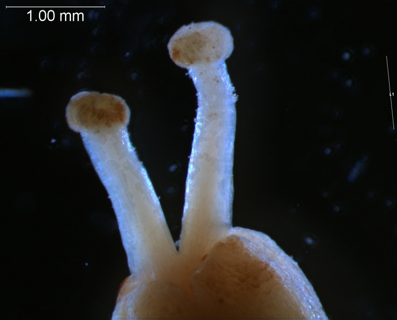 Cuscuta carnosa, gynoecium