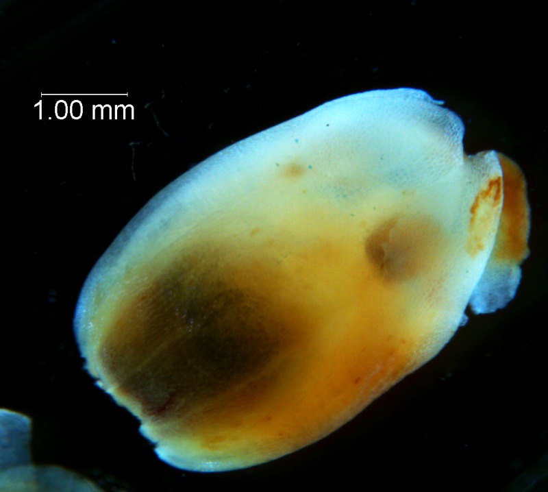 Cuscuta carnosa, corolla 3D