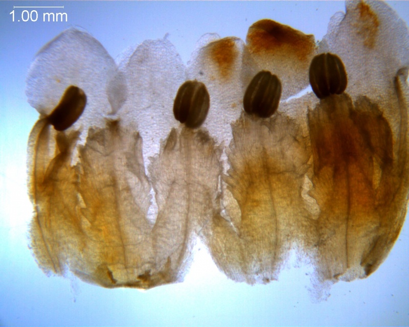 Cuscuta carnosa, corolla dissected