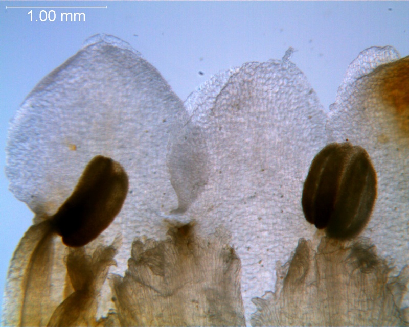 Cuscuta carnosa, corolla dissected: corolla lobes and anthers