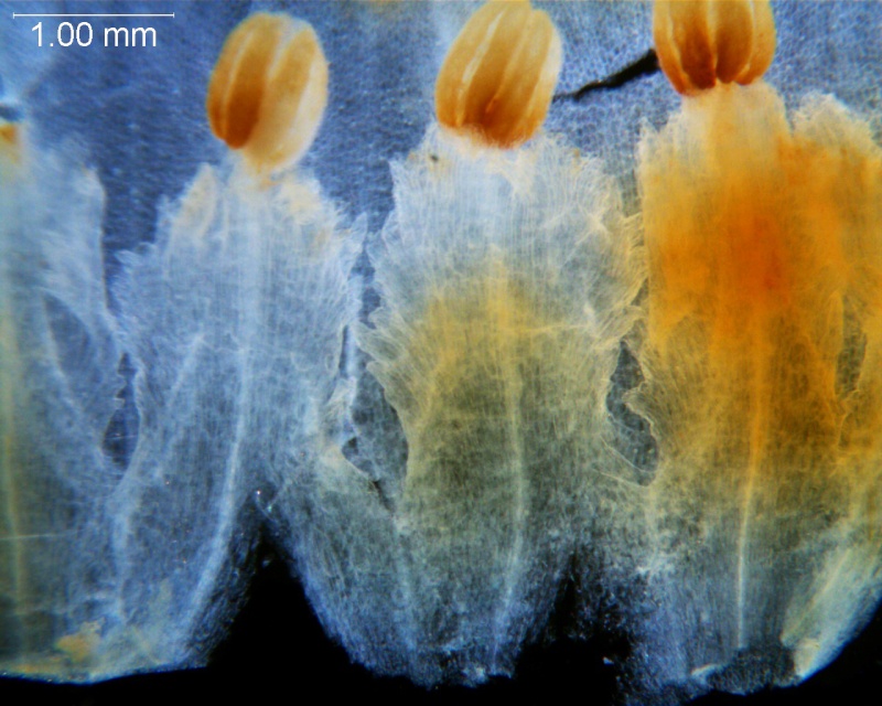 Cuscuta carnosa, corolla dissected -- infrastaminal scales