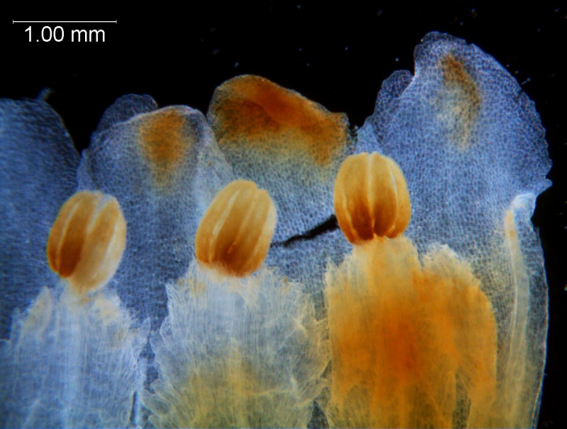 Cuscuta carnosa, corolla dissected: corolla lobes and anthers