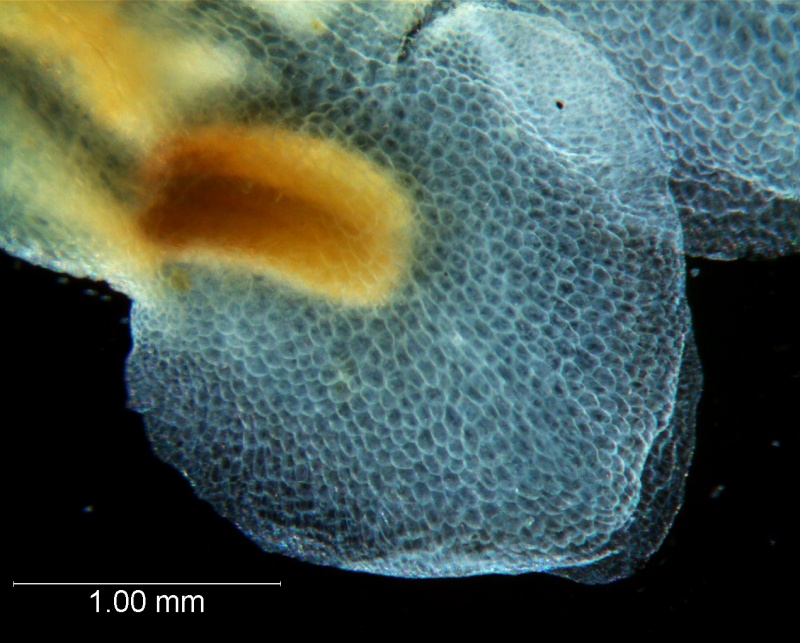 Cuscuta carnosa, corolla lobe detail