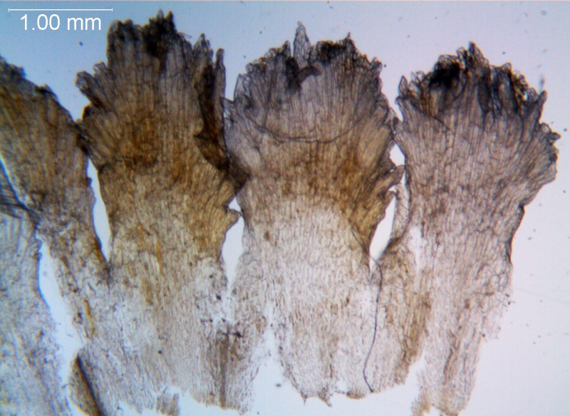 Cuscuta carnosa, detached infrastaminal scales