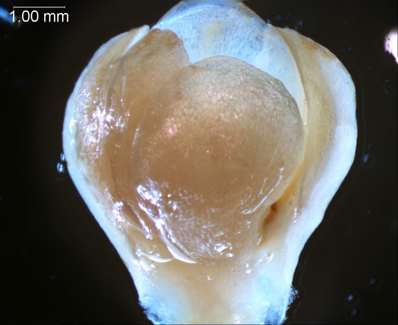 Cuscuta carnosa, calyx 3D