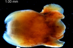 Cuscuta carnosa, corolla 3D