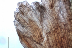 Cuscuta carnosa, infrastaminal scales detail