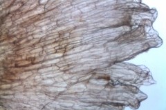 Cuscuta carnosa, infrastaminal scales detail