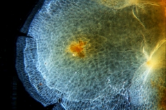 Cuscuta carnosa, calyx lobe detail