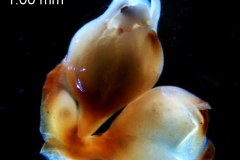 Cuscuta carnosa, inflorescence fragment