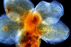 Cuscuta carnosa, calyx dissected