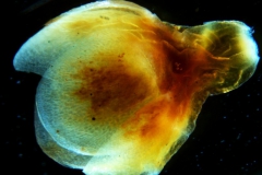 Cuscuta carnosa, calyx 3D