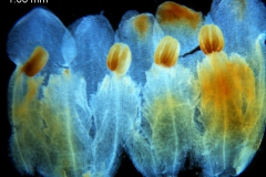 Cuscuta carnosa, corolla dissected