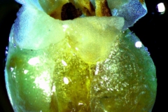 Cuscuta carnosa, flower