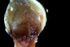 Cuscuta carnosa, flower before anthesis