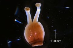 Cuscuta carnosa, gynoecium