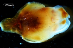 Cuscuta carnosa before anthesis