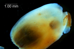 Cuscuta carnosa, corolla 3D