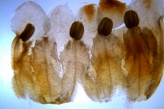 Cuscuta carnosa, corolla dissected