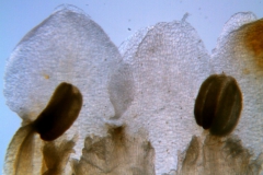 Cuscuta carnosa, corolla dissected: corolla lobes and anthers