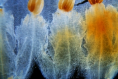 Cuscuta carnosa, corolla dissected -- infrastaminal scales