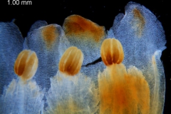 Cuscuta carnosa, corolla dissected: corolla lobes and anthers
