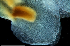 Cuscuta carnosa, corolla lobe detail