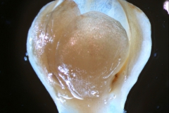 Cuscuta carnosa, calyx 3D