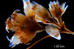 Cuscuta chapalana, inflorescence fragment