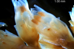 Cuscuta chapalana, flowers