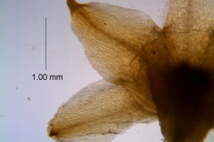 Cuscuta chapalana, calyx dissected
