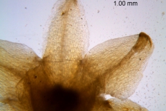 Cuscuta chapalana, calyx dissected