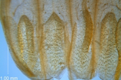 Cuscuta chapalana, corolla dissected: base