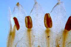 Cuscuta chapalana, corolla dissected: lobes