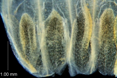 Cuscuta chapalana, corolla dissected: base