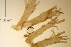 Cuscuta chapalana, detached infrastaminal scales