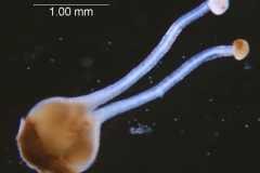 Cuscuta chapalana, gynoecium