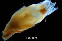 Cuscuta chapalana, flower