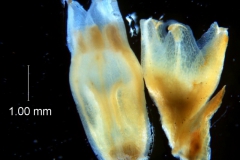 Cuscuta chapalana, calyx and corolla 3D