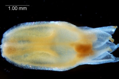 Cuscuta chapalana, corolla 3D