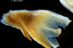 Cuscuta chapalana, calyx 3D